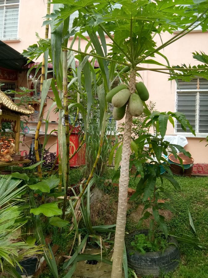 Genting Bukit Tinggi Homestay 외부 사진